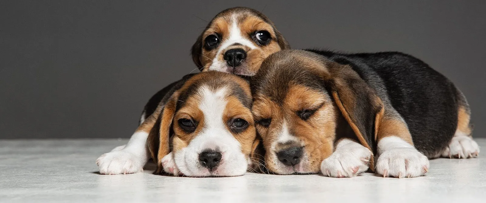 Three beagle puppies resting together