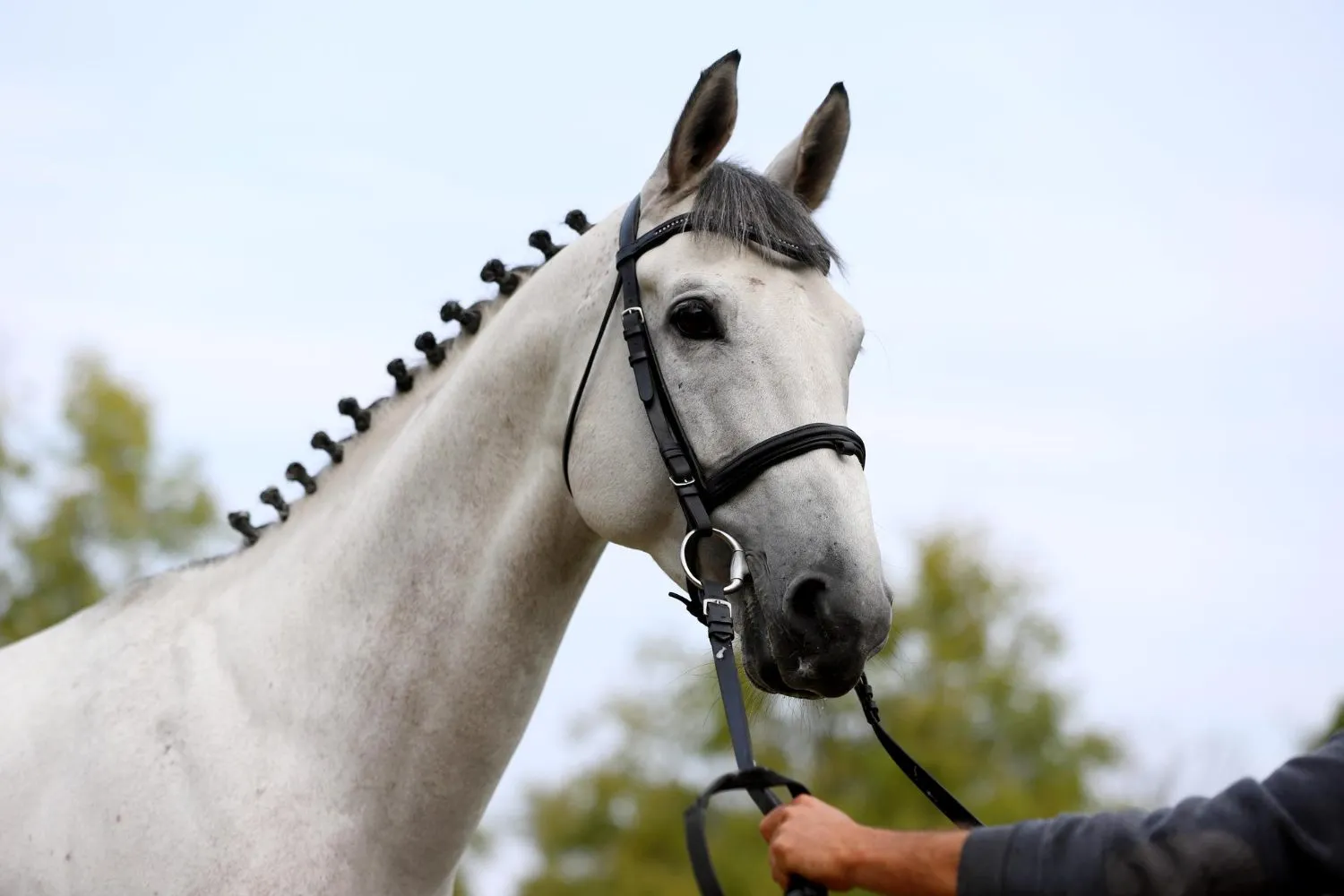 A gray show horse with a braided mane being led by its handler