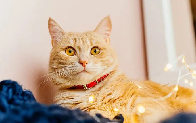 An orange cat with a red collar