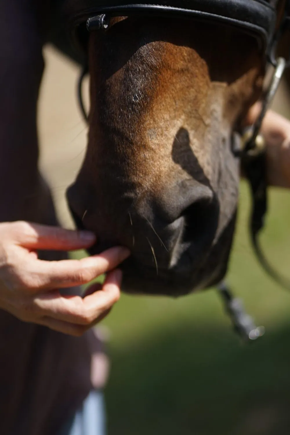Hands gently holding a horse's muzzle