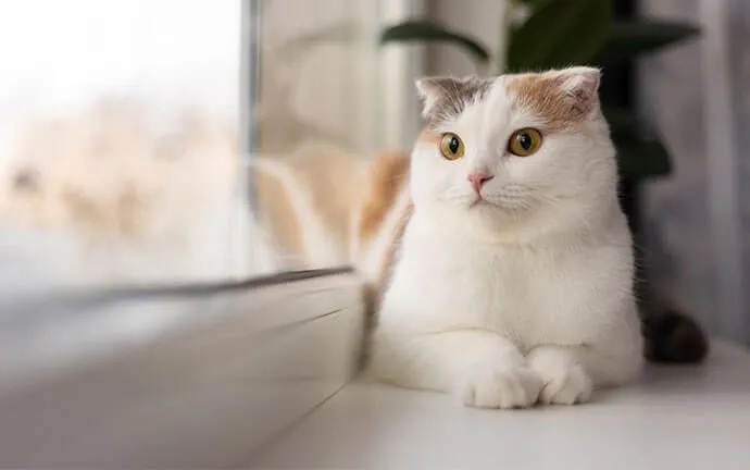 A white cat sitting by a window