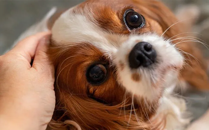 A hand stroking a Cavalier King Charles spaniel