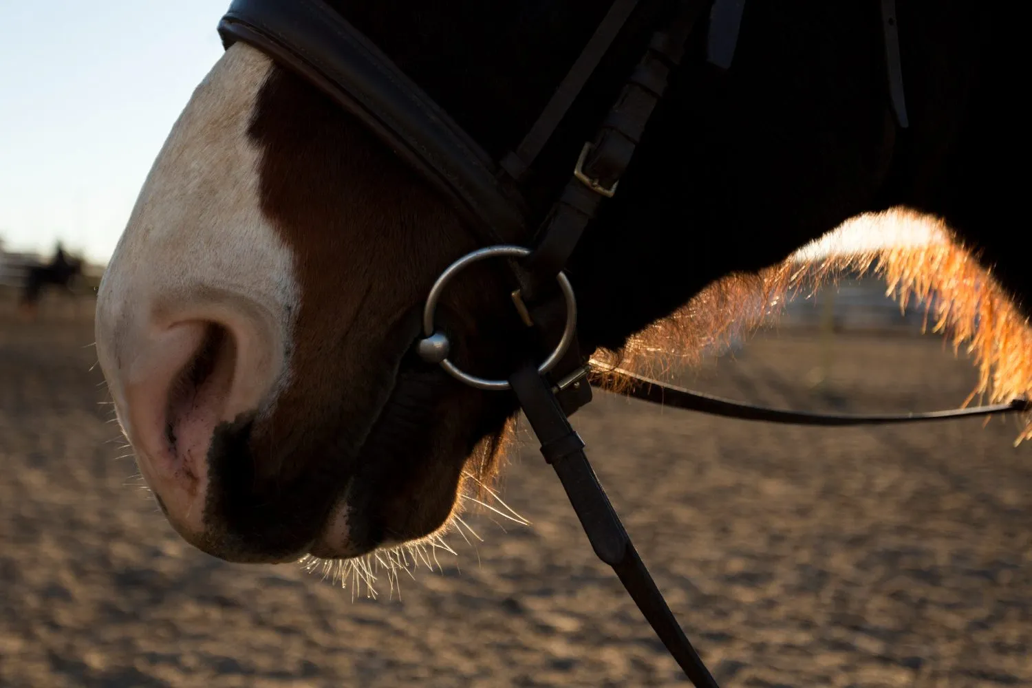 A close-up of a horse's head and bridle in warm evening light