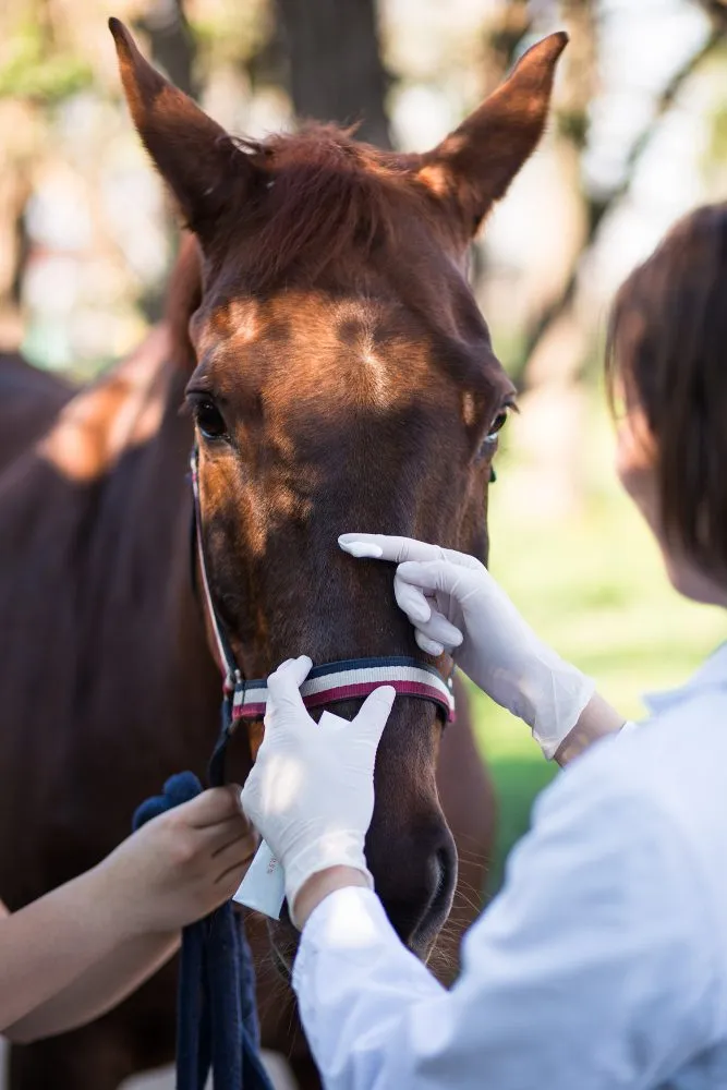 A veterinarian checking a horse with gloved hands