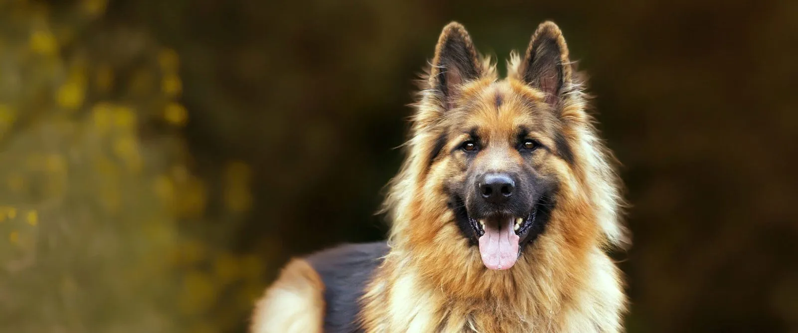 A German shepherd looking toward the camera