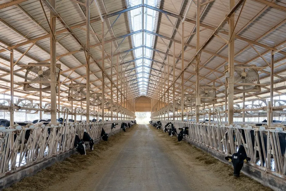 large animal vet barn exam