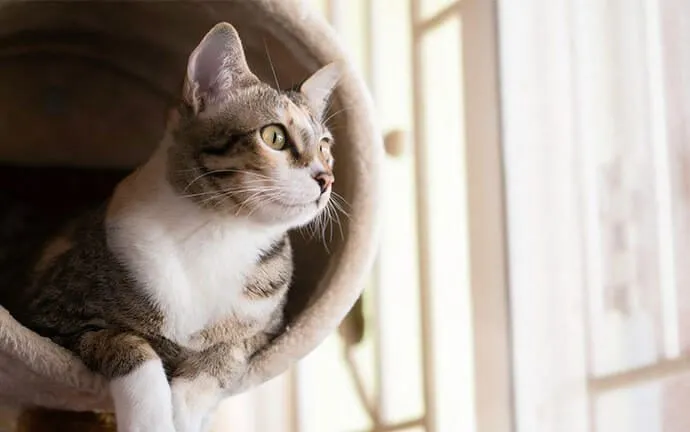 A cat peeking out of a cat tree