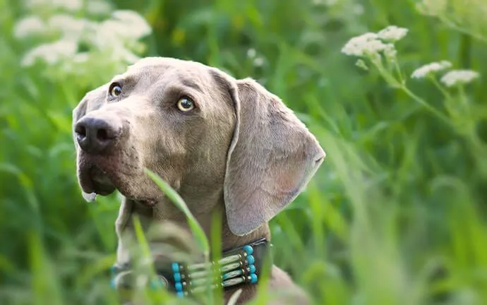 A Weimaraner standing in tall grass