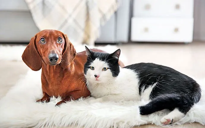 A dachshund and a black and white cat on a fluffy rug