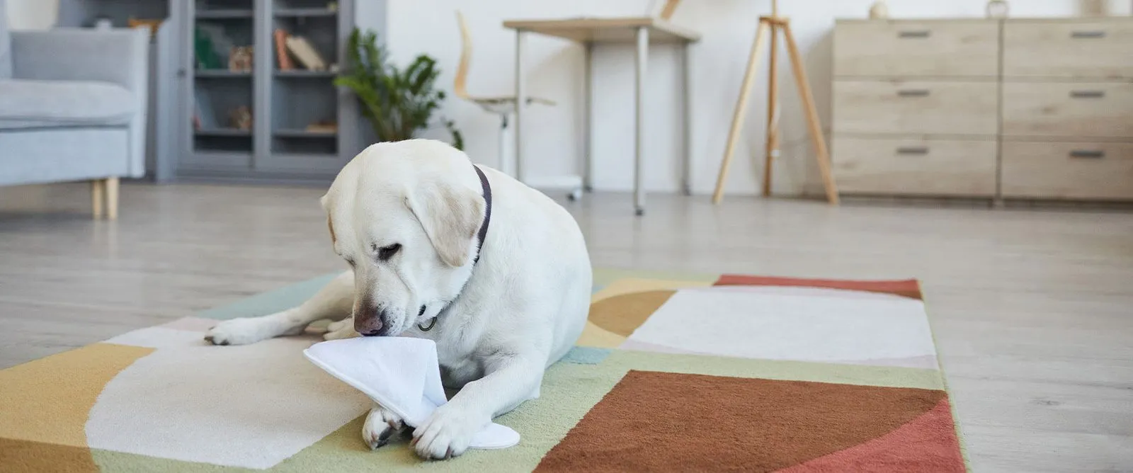 A yellow Labrador puppy lying on a rug at home