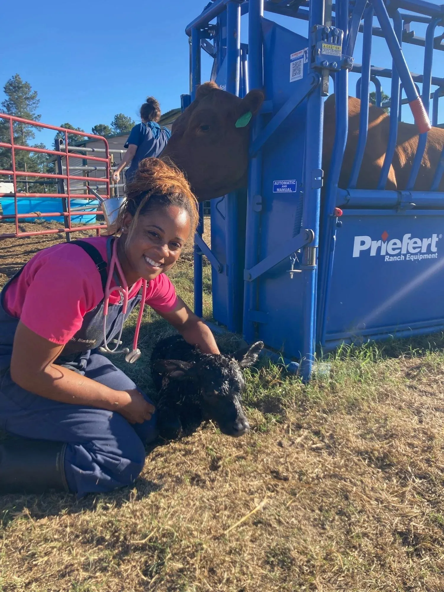 An Ark Veterinary Services vet kneeling beside a calf at a cattle chute