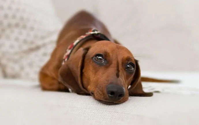 A dachshund lying on a white floor