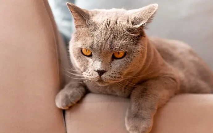 A British shorthair cat lying on an armchair