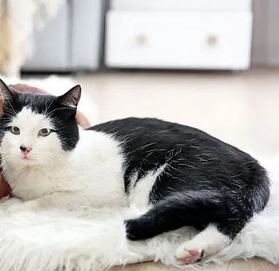 A black and white cat lying on a fluffy rug