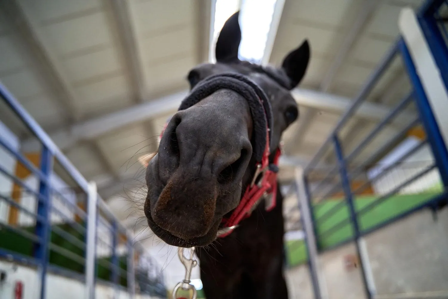 A dark horse with a red halter looking out from its stall