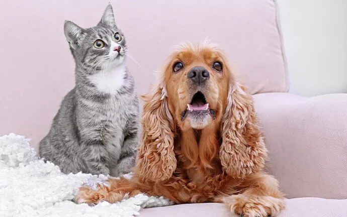 A gray cat and a cocker spaniel sitting together on a sofa