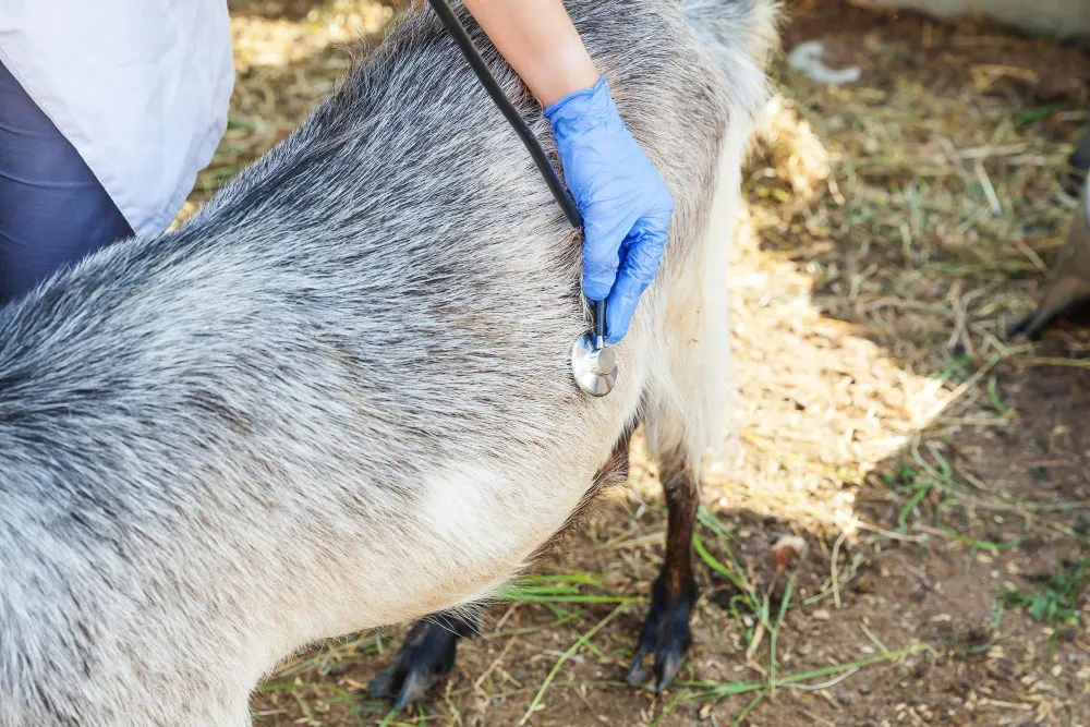 A gloved veterinarian listening to a goat with a stethoscope
