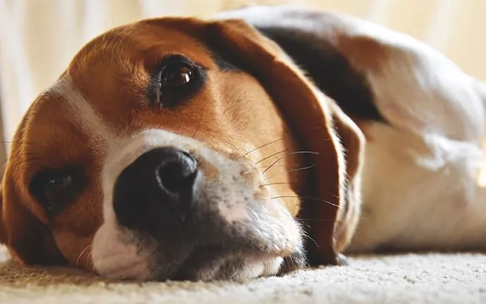 A beagle lying on the floor