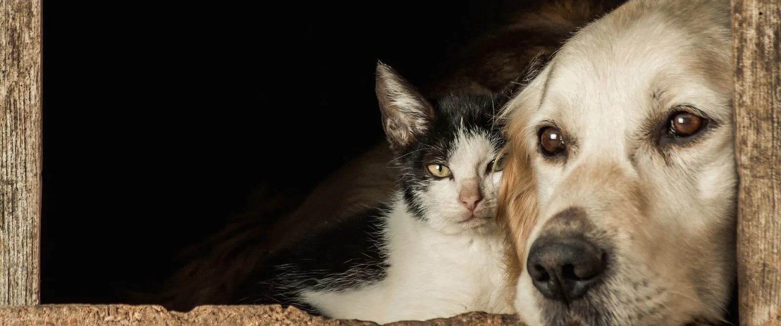 A cat and a golden dog resting side by side