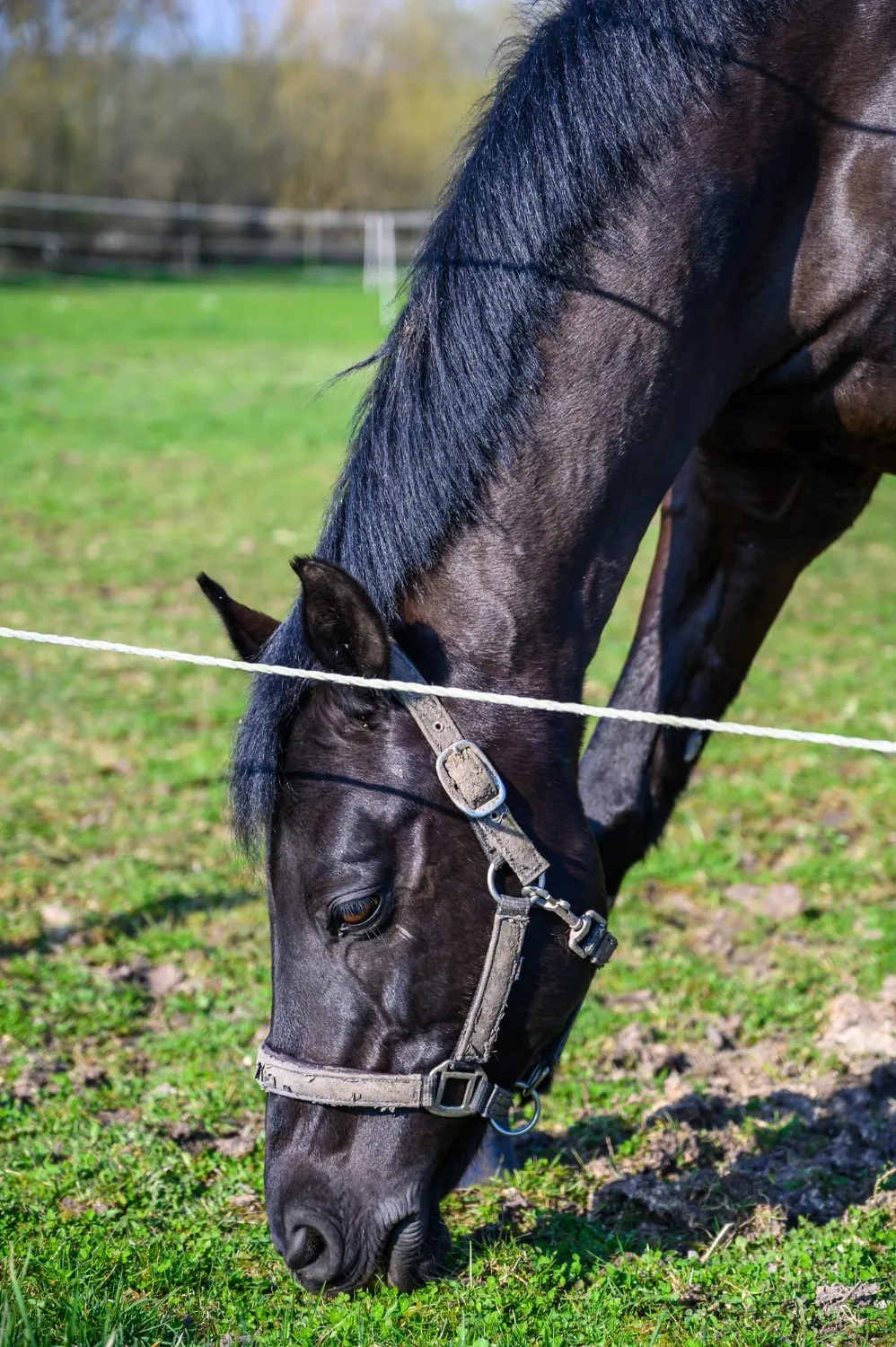 A dark horse grazing in a fenced pasture