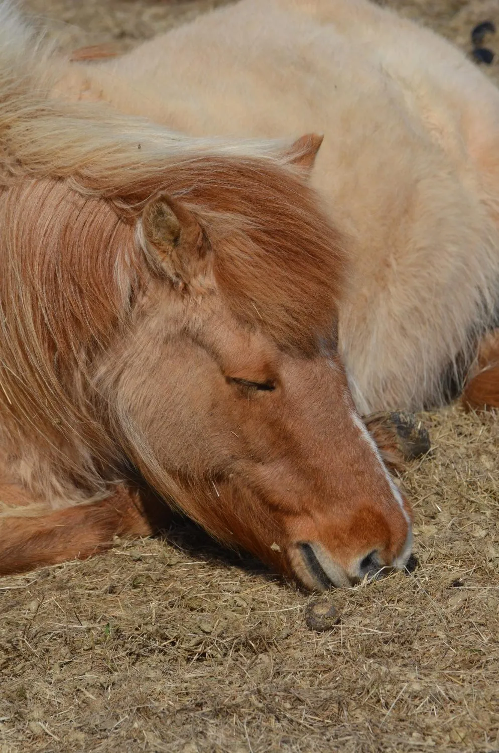 A chestnut pony resting on the ground