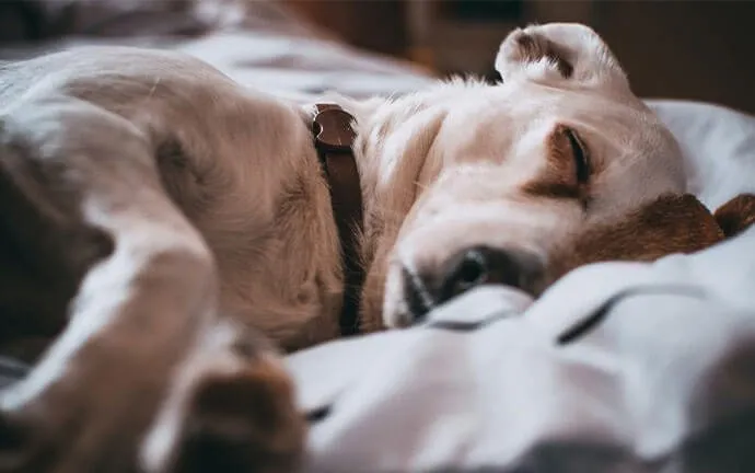 A dog asleep on a soft blanket