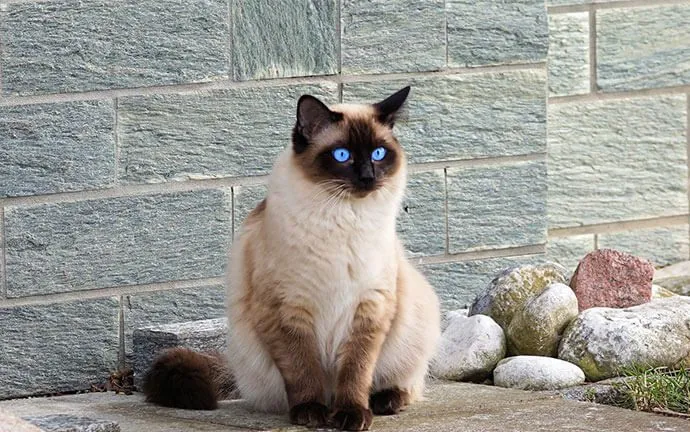 A Siamese cat sitting by a stone wall