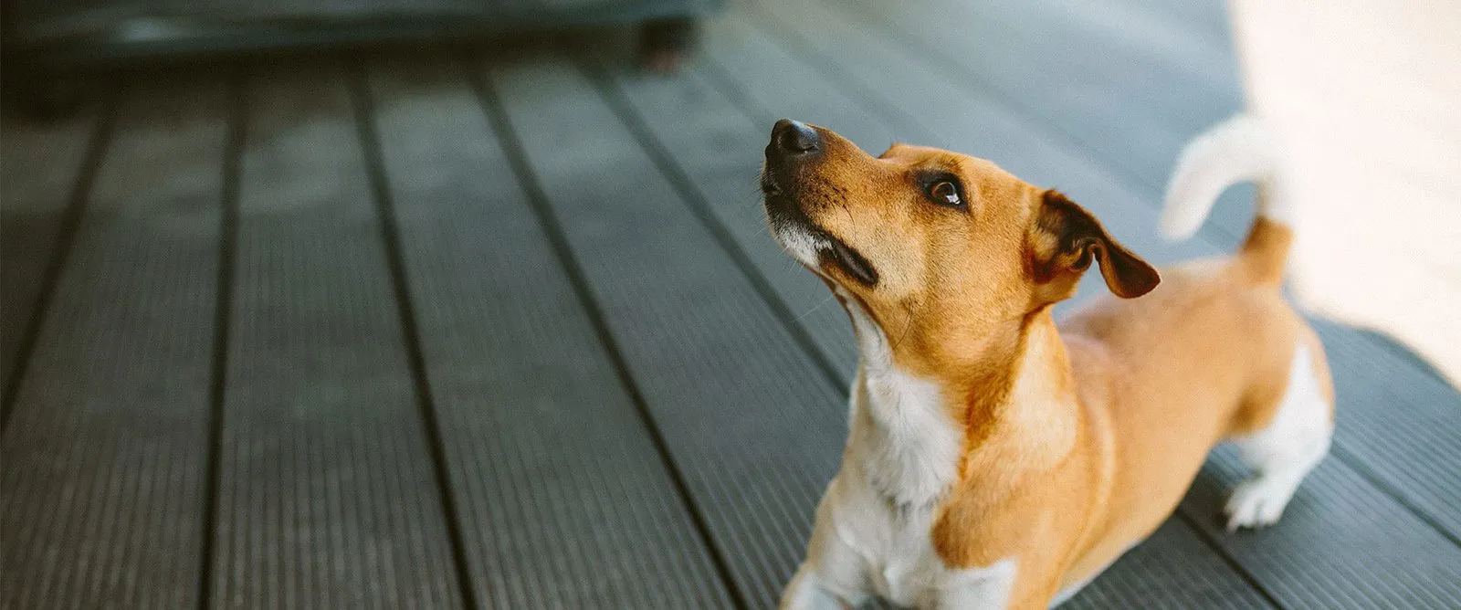A small terrier puppy on a wooden porch