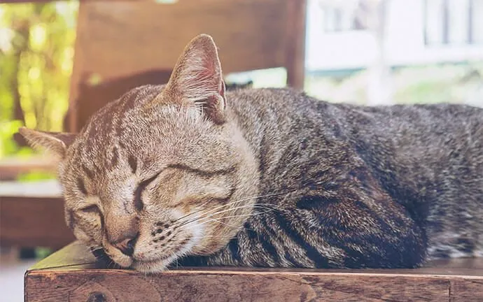 A tabby cat asleep on a wooden chair