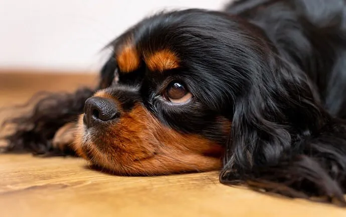 A Cavalier King Charles spaniel lying on the floor