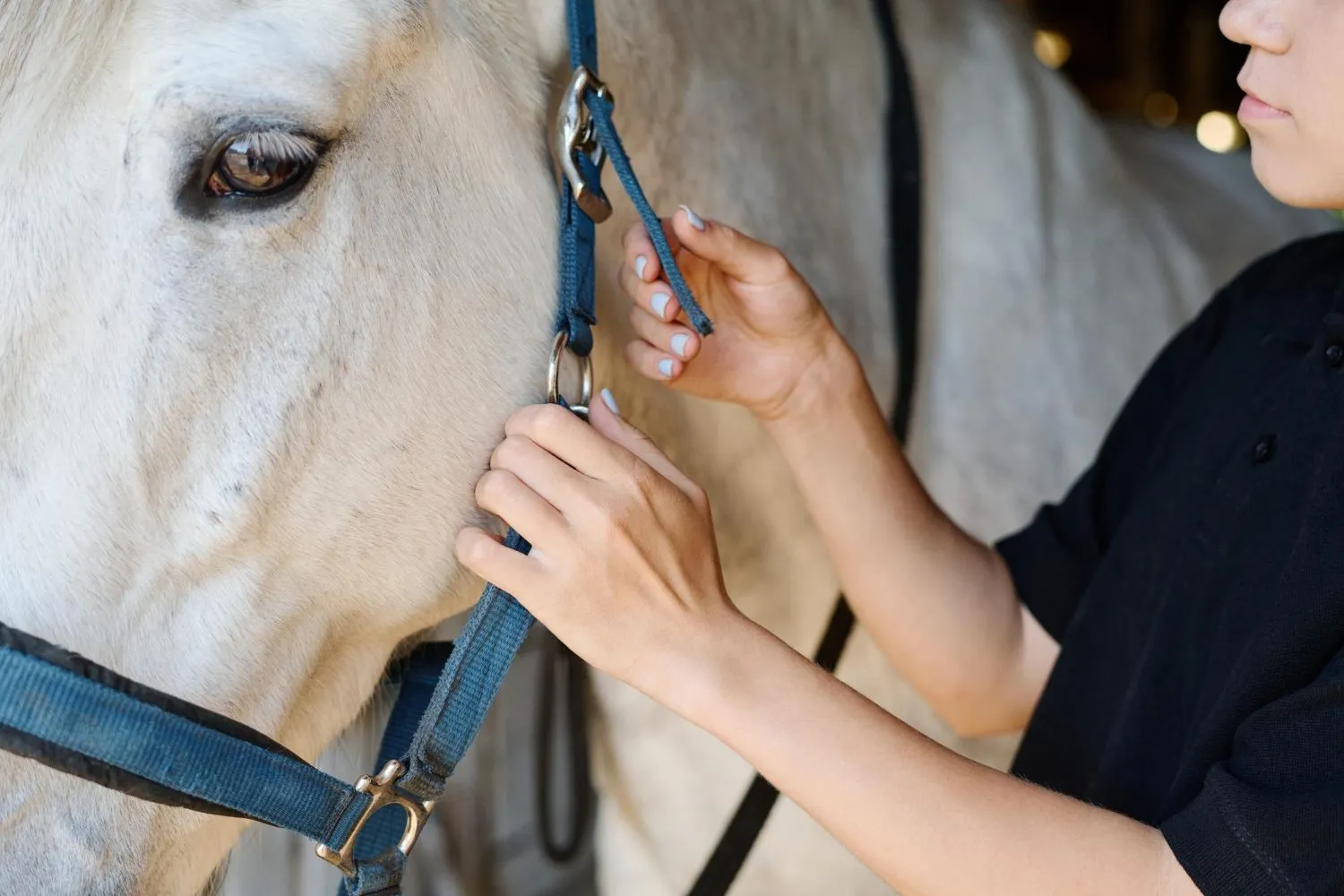 A woman holding the halter of a white horse