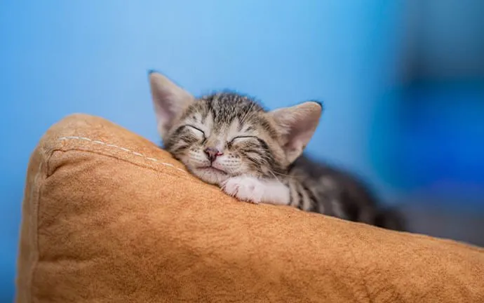 A tabby kitten resting on a cushion