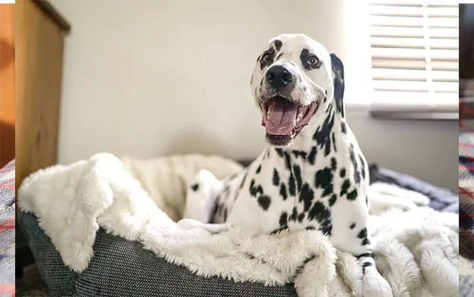A Dalmatian resting in a soft dog bed