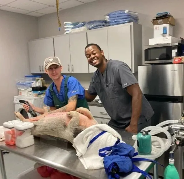 Dr. Kevin Scruggs and an Ark team member smiling as they prepare a pig for surgery