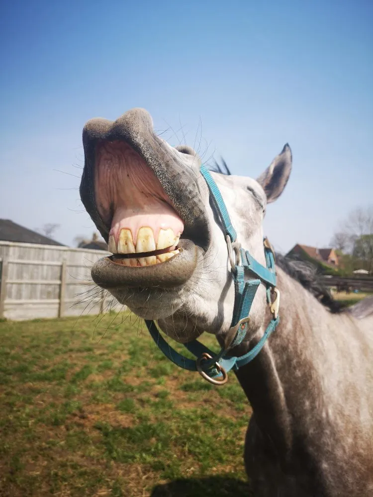 A horse lifting its lip to show its teeth