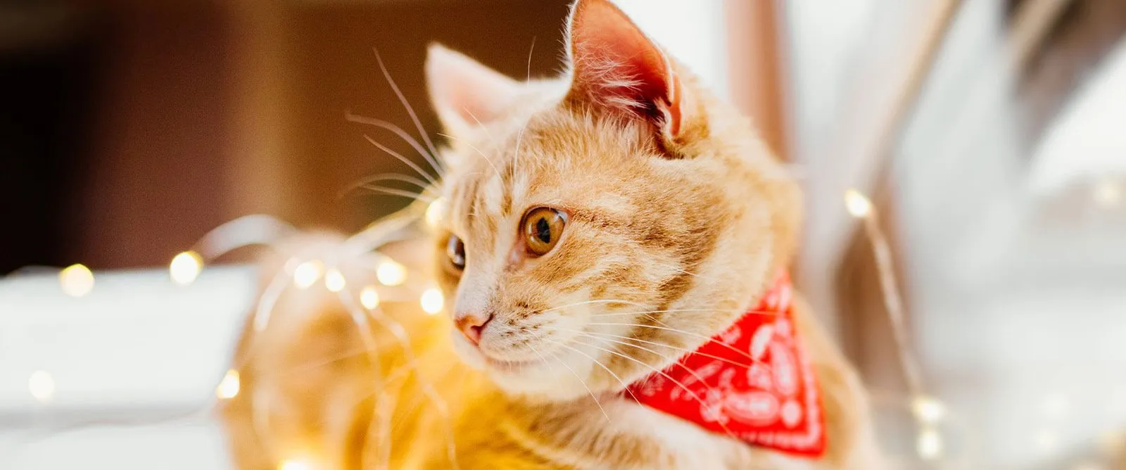 An orange cat wearing a red bandana