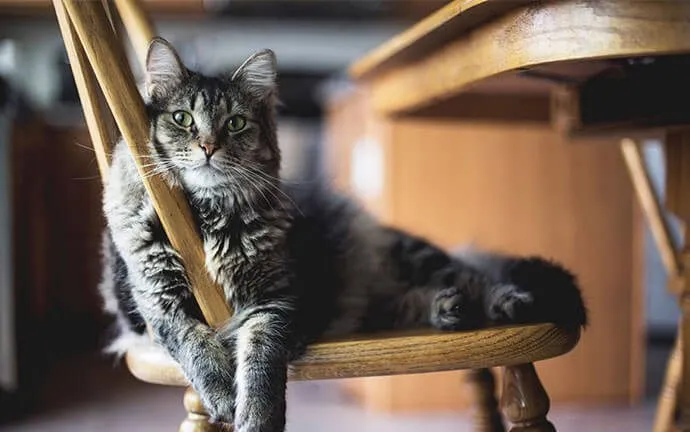 A tabby cat resting on a wooden chair