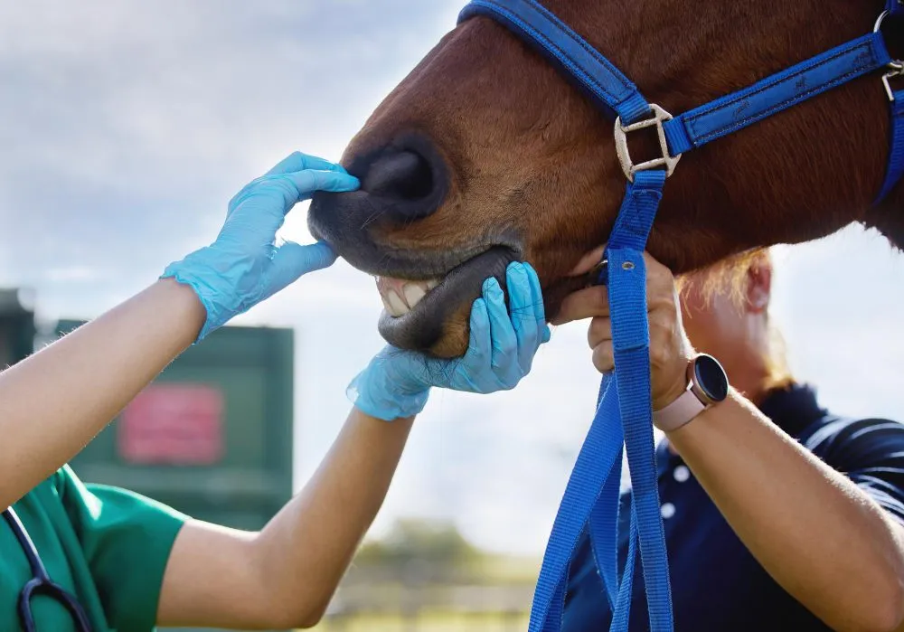 Gloved hands examining a haltered horse's mouth