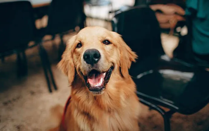 A golden retriever smiling with its mouth open