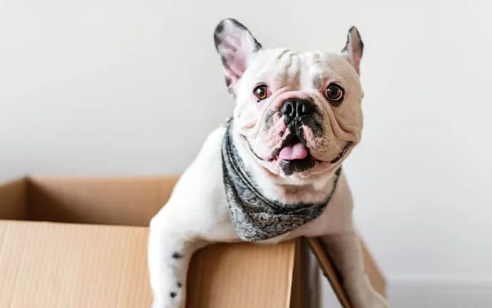 A French bulldog with its mouth open peeking out of a box